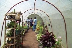 produccion-de-flores-en-tunel