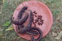genizaro
