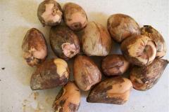 semilla-de-aguacate