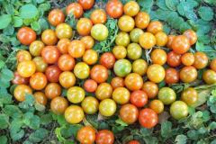tomate-de-monte-o-de-gallina